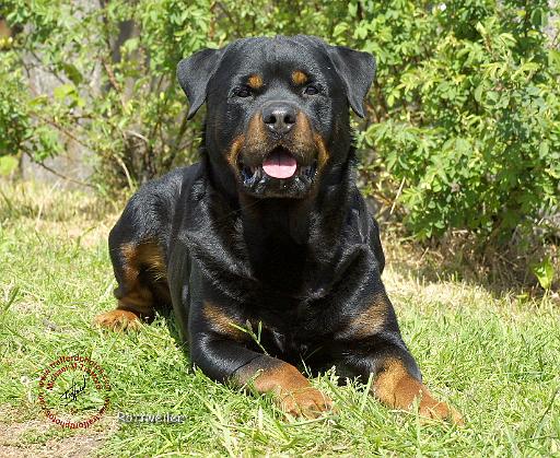 Rottweiler 9R047D-049.JPG